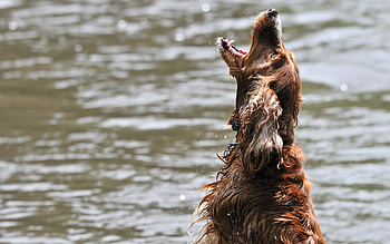 Animals, Water, Dog, Wet, Playful, Bounce, Jump, Open Mouth HD wallpaper