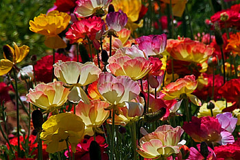 Flowers, colors, leaves, nature HD wallpaper