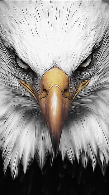 Eagle, nose, feather, bird, yellow, sharp-eyes HD phone wallpaper
