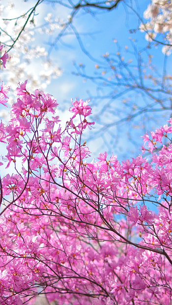 Spring Flowers, Pink Flowers, Blue Sky HD phone wallpaper