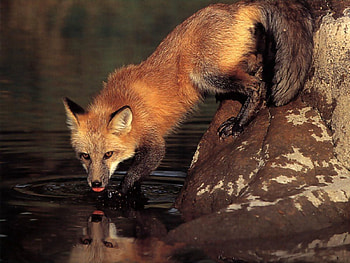Animals, Water, Stones, Fox, Drink HD wallpaper