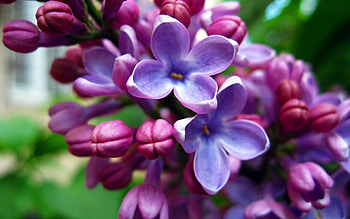 Flowers, Lilac, Macro, Light, Bloom, Flowering, Light Coloured HD wallpaper