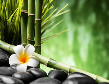 Bamboo and Frangipani flower, bamboo, spa, stones, flower HD wallpaper