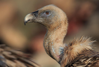 Successful vulture breeding, Rhodope mountains rewilding, Ecological achievement, Population growth HD wallpaper