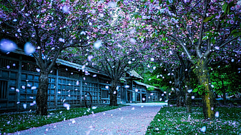 Snowfall Winter Morning, winter, morning, snowfall, trees, road, nature, houses HD wallpaper