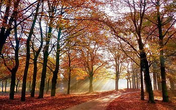 Autumn Park, sunbeams, autumn, path, park HD wallpaper