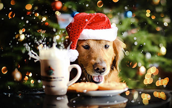 Animals, Food, New Year, Dog, Spray, Cap, Drink, Beverage HD wallpaper