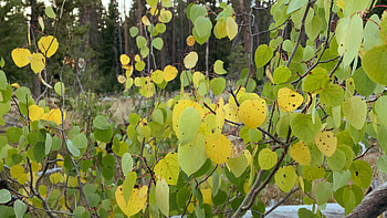 Early fall aspen grove, Serene idaho landscape, Nature's tranquility, que beauty HD wallpaper