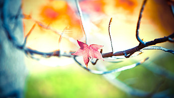 Plants, Leaves HD wallpaper