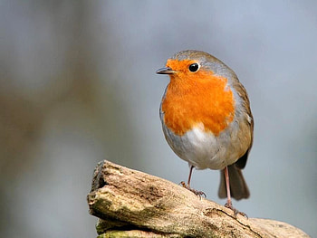 Cute Bird, cute, beautiful, bird HD wallpaper