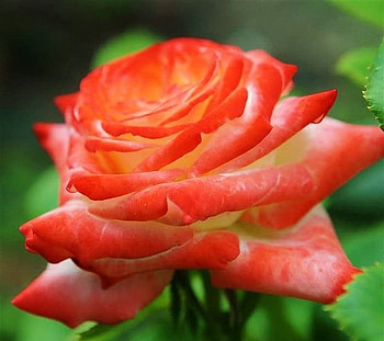 Rose, orange, yellow, flower HD wallpaper