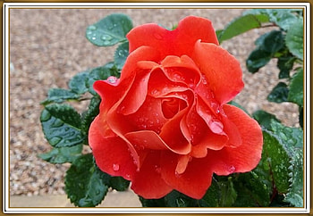 BEAUTIFUL ROSE, NATURE, ROSE, BEAUTIFUL HD wallpaper