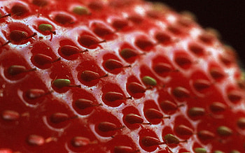 Strawberry, Macro, Surface, Shadow, Berry HD wallpaper