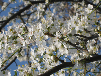 Spring again, season, flowers, spring HD wallpaper