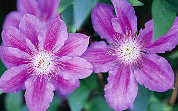 Beautiful flowers, pink, nature, flowers, petals HD wallpaper