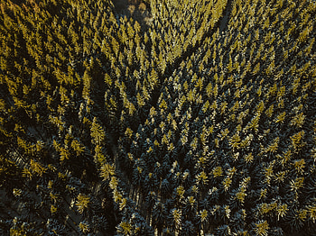Nature, View From Above, Top, Coniferous, Forest, Thick, Tops, Trails HD wallpaper