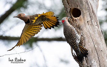 Northern Flickers, birds, Canada, hollow, tree HD wallpaper