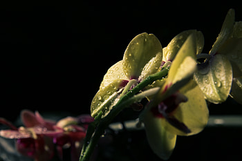 Flowers, Drops, Flower, Petals HD wallpaper