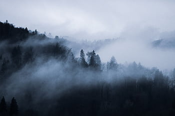 Serene misty forest view with fog enveloping trees in Courtabœuf Cedex, France. HD wallpaper