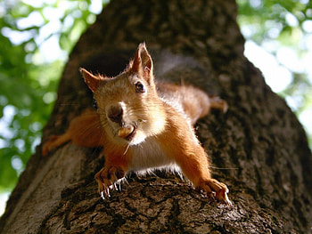 Animals, Squirrel HD wallpaper