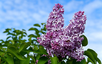 Lilac, purple, spring, blossoms HD wallpaper