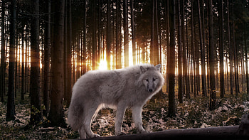Animals, Wolfs HD wallpaper