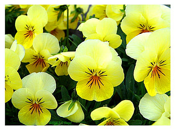 Sunny faces, sunny, pansies, yellow, bright, flowers HD wallpaper