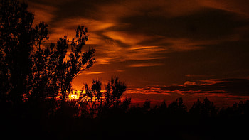 Trees, Sunset, Twilight, Dark, Dusk, Outlines HD wallpaper