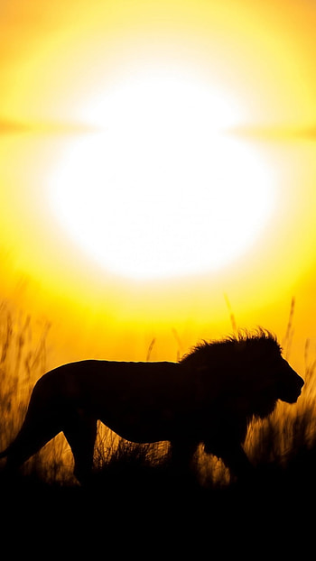 Sundown King — Lion Silhouette, sun, silhouette, Animal, lion HD phone wallpaper