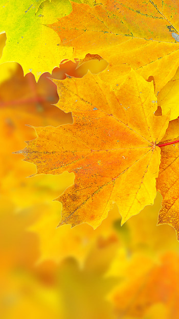 Leaves, , maple, Macro HD phone wallpaper