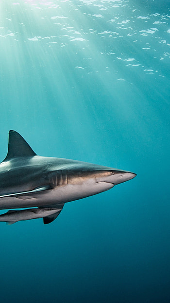 Shark, Shark Fish HD phone wallpaper