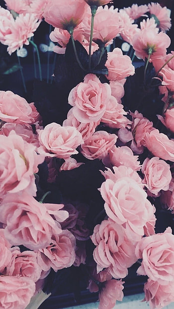 Pink Aesthetic, Rose HD phone wallpaper