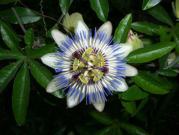 Flowers, Leaves, Flower, Greens, Passionflower HD wallpaper