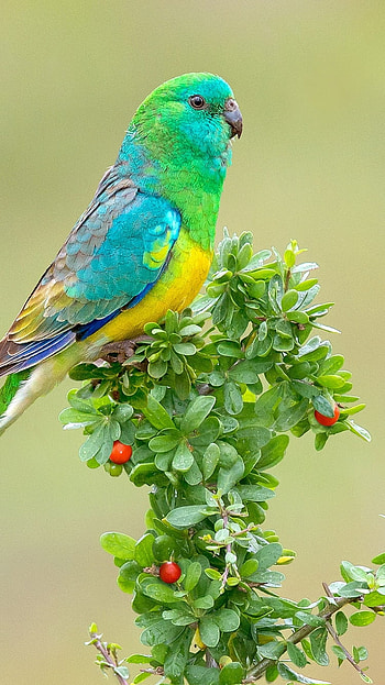 plant, bird, Animal, parrot HD phone wallpaper