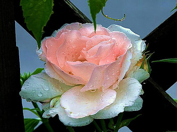 Dew drops on pink, rose, green leaves, pink and white, petals, dew HD wallpaper