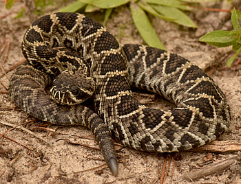 Eastern diamondback rattlesnake, Rare litter, Nature's miracle, Garden & Gun's discovery HD wallpaper