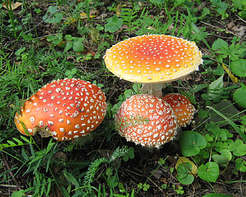 Death Cap Mushrooms, stem, poisonous, gills, fungi, colour, ground, mushroom, brown, yellow, cap HD wallpaper