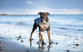 Animals, Sea, Dog, To Stand, Stand, Costume HD wallpaper