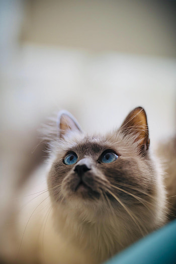 Animals, Cat, Eyes, Pet, Sight, Opinion, Animal HD phone wallpaper