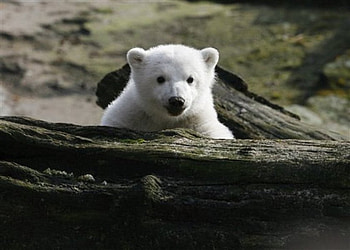 Died the loved Knut..., animal, berlin, knut, bear, polar HD wallpaper
