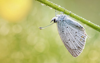 Grass, Background, Macro, Branch, Butterfly HD wallpaper