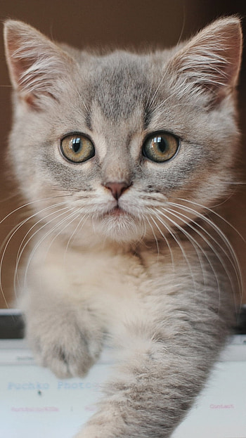 baby animal, kitten, Animal, cat HD phone wallpaper
