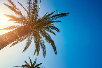 Nature, Sky, Wood, Tree, Palm, Branches, Tropics, Sunlight HD wallpaper