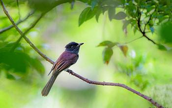Bird, pasare, cute, green HD wallpaper