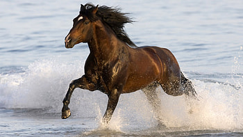 Horse on the Beach, horses, water, animals, beaches HD wallpaper