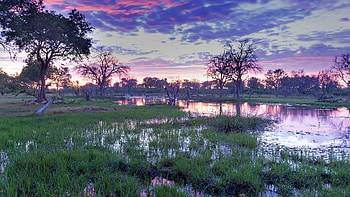 Okavango Delta, Botswana wildlife, African adventure, Windows spotlight HD wallpaper