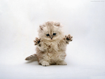 Animals, Cats HD wallpaper
