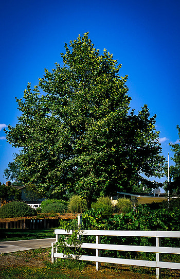 Bloodgood Sycamore Trees, Tree Center HD phone wallpaper