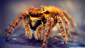 Spider, Insect , Arachnid beauty, Natural fascination HD wallpaper