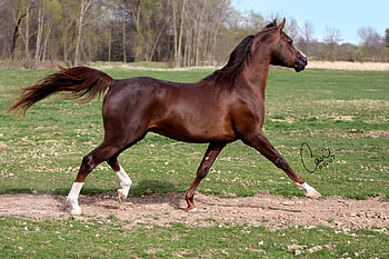 Chestnut Arabian, arabian, horses, chestnut, oriental HD wallpaper